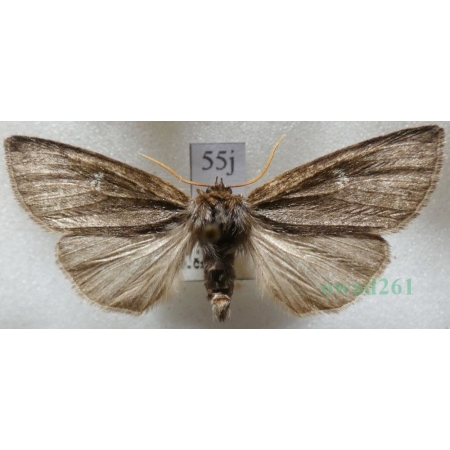 Tethea or (Denis & Schiffermüller, 1775) Falica or Czech55j